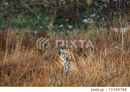 watchful protective mother tigress with her cub at grassland area of dhikala zone of jim corbett national park or tiger reserve uttarakhand india - panthera tigris tigris 71599789