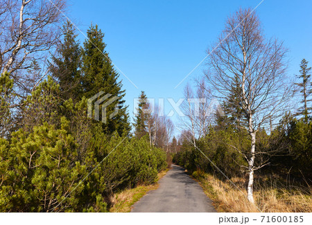 Narrow asphalt road through mountain forest. 71600185