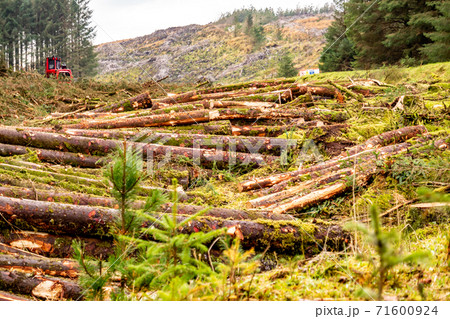Deforestation giong on in Donegal - Ireland Deforestation giong on in Donegal - Ireland 71600924