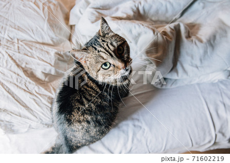 Funny portrait arrogant short-haired domestic tabby cat relaxing on bed at home. Little kitten lovely member of family playing indoor. Pet care health and animal concept. Funny portrait arrogant short-haired domestic tabby cat relaxing on bed at home. Little kitten lovely member of family playing indoor. Pet care health and animal concept. 71602219