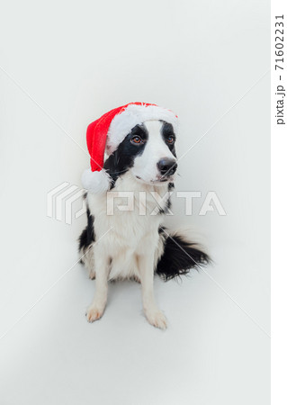 Funny studio portrait of cute smiling puppy dog border collie wearing Christmas costume red Santa Claus hat isolated on white background. Preparation for holiday Happy Merry Christmas 2021 concept 71602231