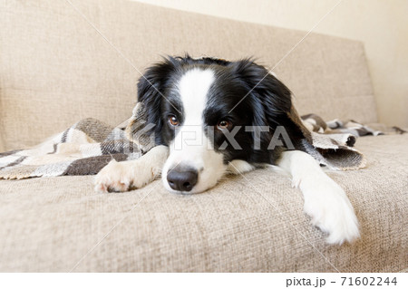 Funny puppy dog border collie lying on couch under plaid indoors. Little pet dog at home keeping warm hiding under blanket in cold fall autumn winter weather. Pet animal life concept. Funny puppy dog border collie lying on couch under plaid indoors. Little pet dog at home keeping warm hiding under blanket in cold fall autumn winter weather. Pet animal life concept. 71602244
