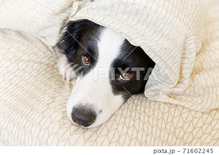 Funny portrait of cute smiling puppy dog border collie lay on pillow blanket in bed. New lovely member of family little dog at home lying and sleeping. Pet care and animals concept. 71602245