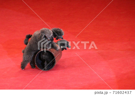 Trained poodles performing in circus arena. Amusing dogs Trained poodles performing in circus arena. Amusing dogs 71602437