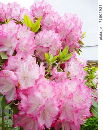 大輪の花を咲かせた満開のシャクナゲの写真素材 [71602985] - PIXTA
