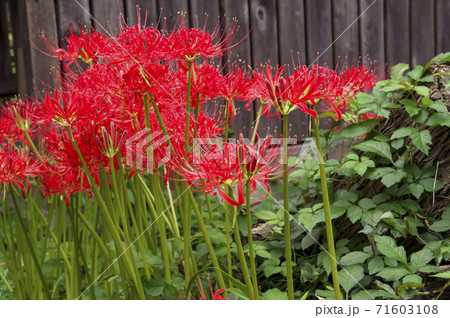 満開の狭山丘陵のマンジュシャゲと緑色の背景　赤い曼珠沙華 71603108