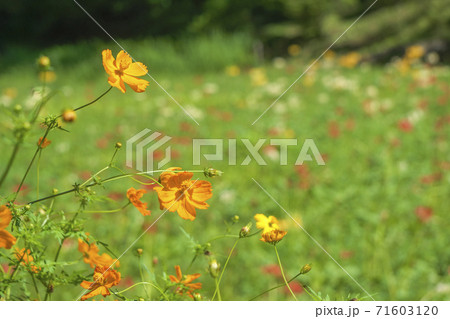 霞丘陵自然園の曼珠沙華　キバナコスモスと背景のヒガンバナ 71603120