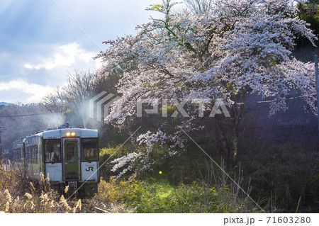 さくらと釜石線の列車　岩手県遠野市 71603280