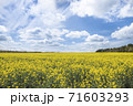 イギリスの菜の花畑 71603293