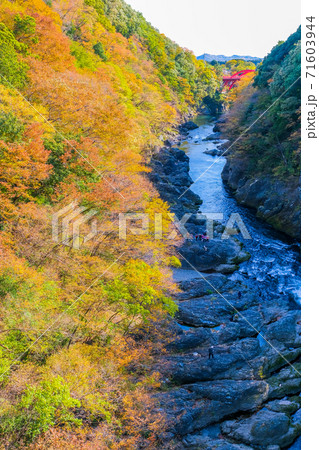 紅葉の高津戸渓谷（縦） 71603944