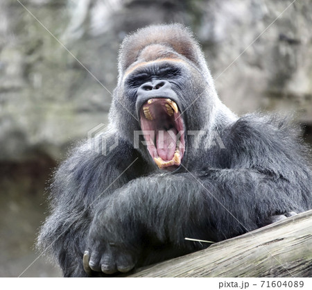 Adult dominant male gorilla yawns with its mouth open. Adult dominant male gorilla yawns with its mouth open. 71604089