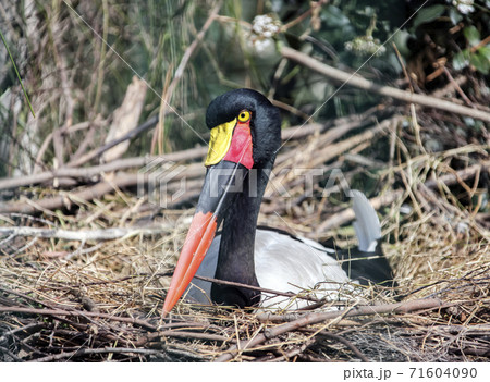 Stork or Jabiru stork setloglevel incubates eggs in the nest. Stork or Jabiru stork setloglevel incubates eggs in the nest. 71604090