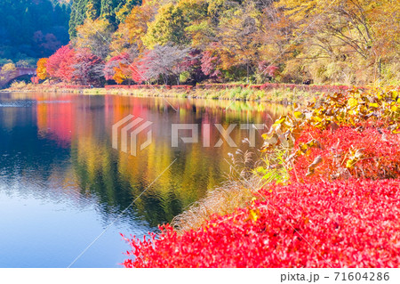 紅葉の碓氷湖と散策道2 71604286