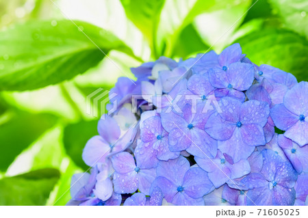 雨上がりの紫陽花 Hydrangea の写真素材