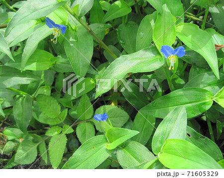 ツユクサ 71605329