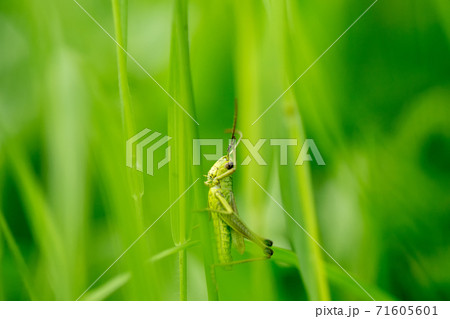 Grasshopper on the leaf of grass close up. 71605601