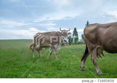 Cows on pastures in the mountains. 71605650