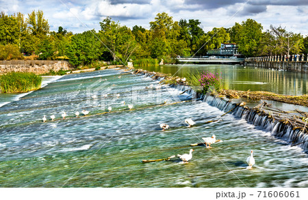 Ducks on the Tagus River in Aranjuez, Spain 71606061