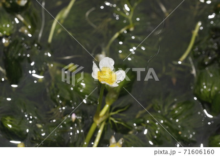 ミシマバイカモ 71606160