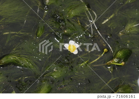 ミシマバイカモ 71606161