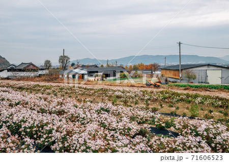 Seoak-dong old village with flower field in Gyeongju, Korea Seoak-dong old village with flower field in Gyeongju, Korea 71606523