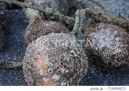 フジツボの写真素材 フジツボの写真素材