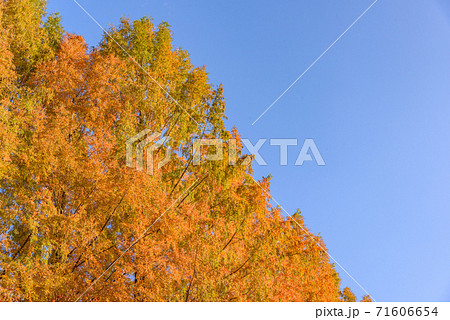 メタセコイア並木の黄葉 71606654