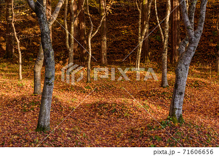 メタセコイア並木の黄葉 71606656