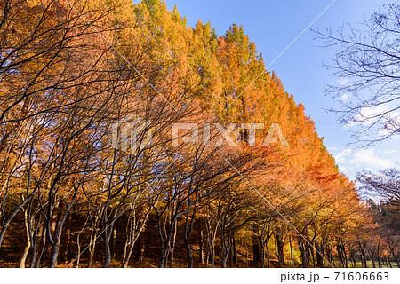 メタセコイア並木の黄葉 71606663