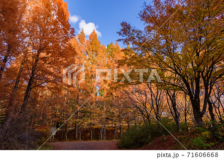 メタセコイア並木の黄葉 71606668