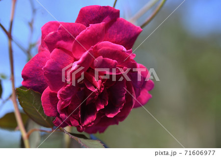 バラ(グルス・アン・テプリッツ) バラ(グルス・アン・テプリッツ) 71606977