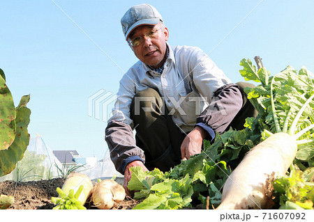 大根を収穫するシニア男性 71607092