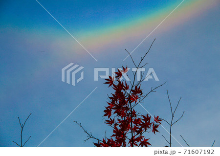 環天頂アークと紅葉 環天頂アークと紅葉 71607192