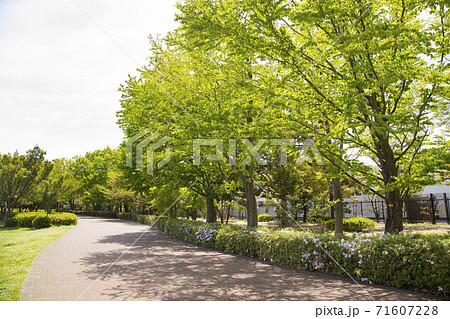 都立東村山中央公園 71607228