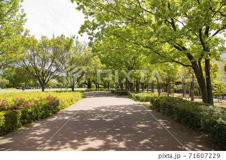 都立東村山中央公園 71607229