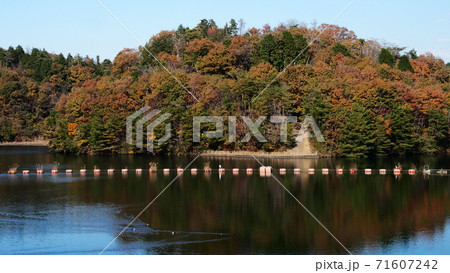 笠間湖（飯田ダム）の初冬の風景 71607242