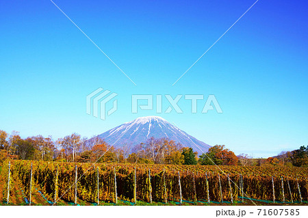 羊蹄山と収穫前のナガイモ畑　北海道 71607585