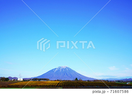 羊蹄山と収穫前のナガイモ畑　北海道 71607586