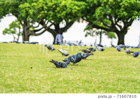 【神奈川県】たくさんのハトが集まる山下公園 【神奈川県】たくさんのハトが集まる山下公園 71607810