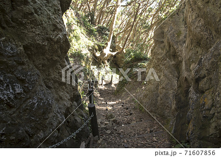 白浜城跡 切り通し 白浜城跡 切り通し 71607856