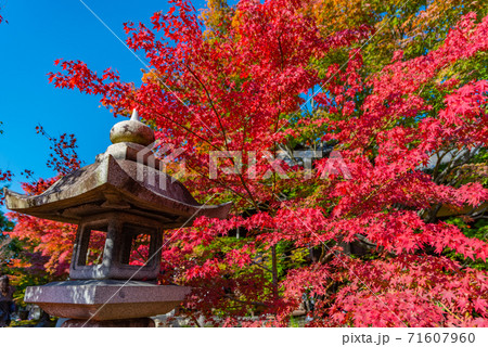 灯籠と紅葉 灯籠と紅葉 71607960