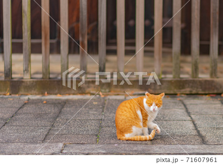 猫 猫 71607961