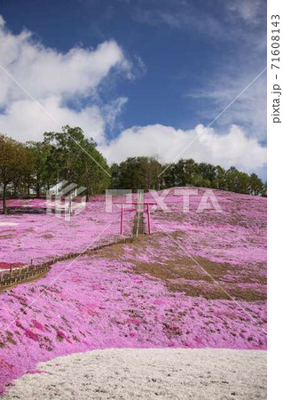 東藻琴芝桜公園の一面の芝桜とピンクの鳥居の写真素材