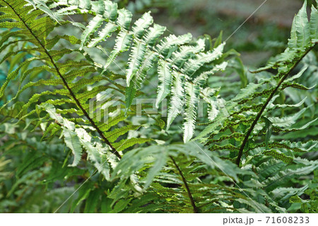 植物:イワヘゴ オシダ科 植物:イワヘゴ オシダ科 71608233