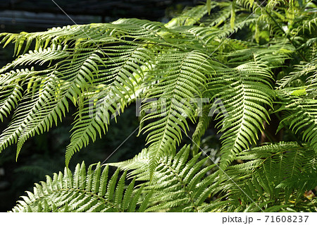 植物：タカワラビ　タカワラビ科 71608237
