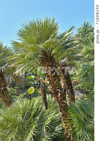 樹木：チャボトウジュロ　ヤシ科　 71608240
