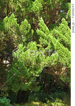 樹木：カイヅカイブキ　ヒノキ科 71608247