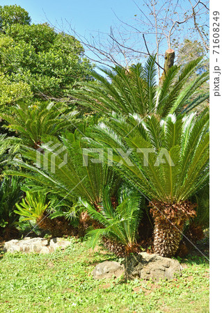 樹木:ソテツ ソテツ科 樹木:ソテツ ソテツ科 71608249