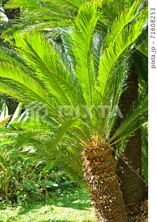 樹木：ソテツ　ソテツ科 71608253