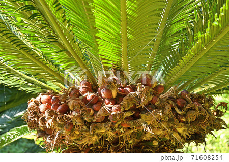 樹木：ソテツ　ソテツ科 71608254